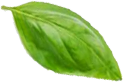 Ayurvedic Leaf