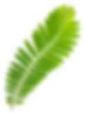 Ayurvedic Leaf